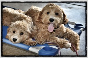 dog classes near me in Reseda