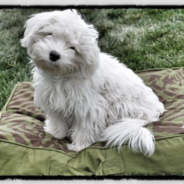 Puppy training in Virginia