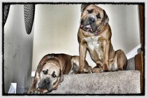 Common Dog Training Mistakes