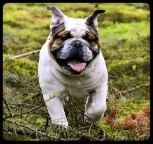Dog training near Reseda