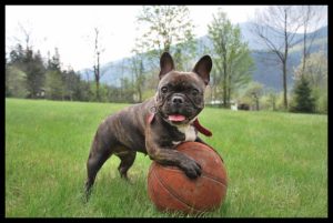 dog obedience training in Reseda